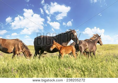 A Herd Of Wild Horses Shown On Water Island In Atmospheric Rostov State Reserve