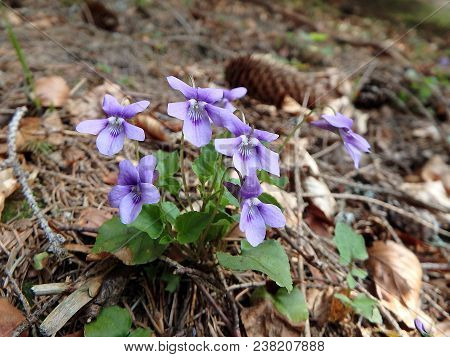 Viola Reichenbachiana, Wild Forest Violet In The Spring Forest