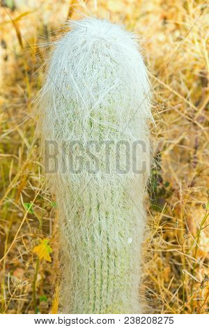 White Hairy Cephalocereus Senilis Old Man Cactus From Mexico In Yellow Desert Among Dry Plants. Trop