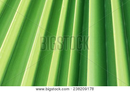 Ruffled Pleated Palm Leaf Tree With Corrugated Texture With Natural Striped Geometrical Pattern. Sof