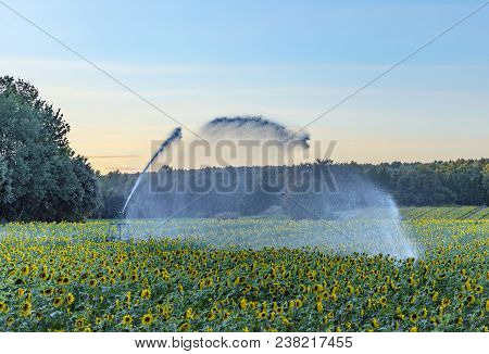 Water Sprinkler On A Sunflower Field For Water Irrigatio,