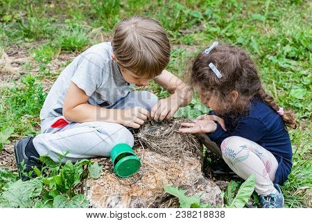 Children Feed Wild Chicks In Nest