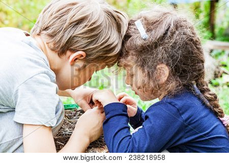 Children Feed Wild Chicks In Nest