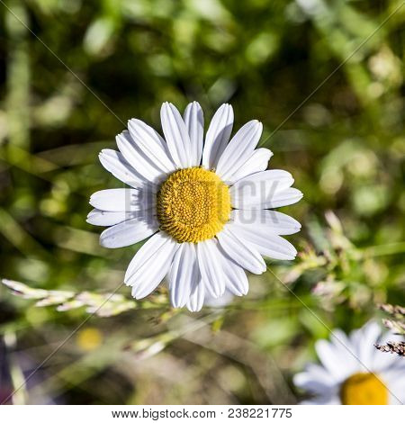 Detail Of Blooming Daisy Flower