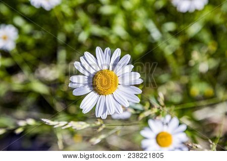 Detail Of Blooming Daisy Flower