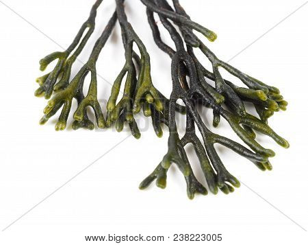 Codium - Velvet Horn - Spongeweed.

Edible Green Seaweed In The Family Codiaceae. Binomial Name: Cod