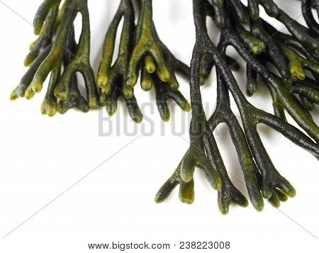 Codium - Velvet Horn - Spongeweed.

Edible Green Seaweed In The Family Codiaceae. Binomial Name: Cod