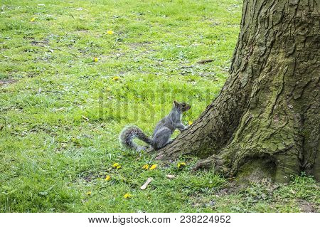 Squirrel In The Park In Leamington At A Tree