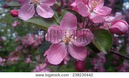 Spring Flowering Of Apple Trees Is Beautiful Lilac.