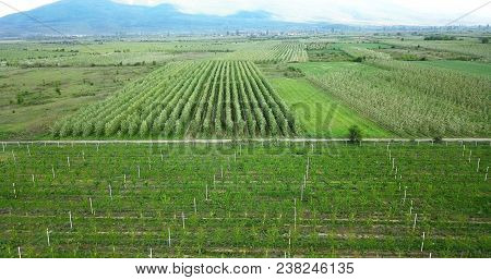 Drone Photography,aerial View Of Orchards In Resen, Prespa, Macedonia