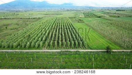Drone Photography,aerial View Of Orchards In Resen, Prespa, Macedonia
