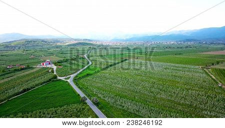 Drone Photography,aerial View Of Orchards In Resen, Prespa, Macedonia