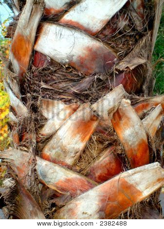 Palm_Tree_Trunk