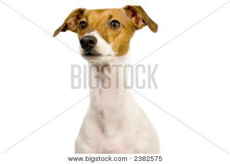 Italiensk Greyhound tigger