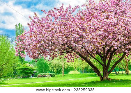 Beautiful Sakura Tree In The Park In Kreuzlingen City, Switzerland