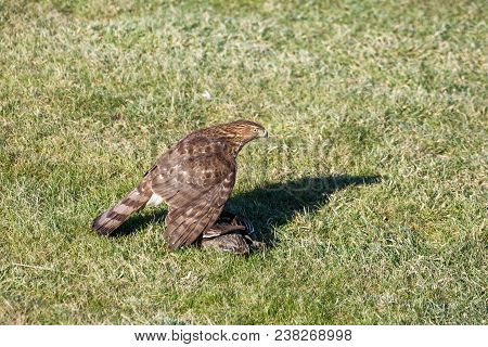 Cooper's Hawk Juvenile