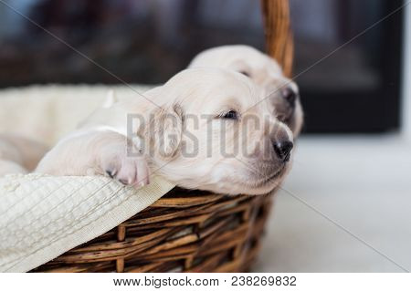 Portrait Of Two Weeks Old Golden Retriever Puppy In The Basket. Golden Retriever Baby Boy With White