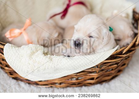 Portrait Of Two Weeks Old Golden Retriever Puppy In The Basket. Golden Retriever Baby Boy With Green