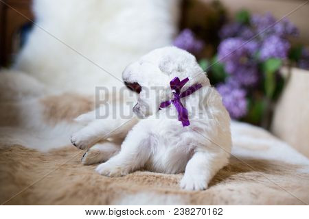 Close-up Of One Week Old Maremma Puppy Lying On The Cow's Fur. Profile Portrait Of Cute White Puppy 