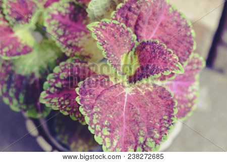 Selective Focus Shot And Blurred Image, Coleus ( Solenostemon Scutellaides) Plant In Ceramic Pot. Va