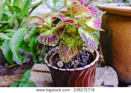 Selective Focus Shot, Coleus ( Solenostemon Scutellaides) Plant In Ceramic Pot. Vantage Color Effect