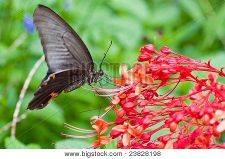 Butterfly On punainen kukka