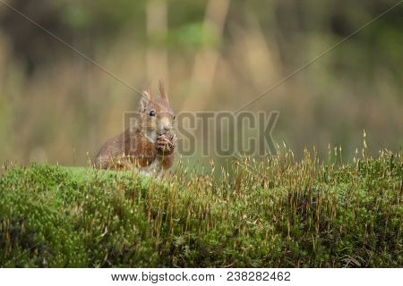 Squirrel Eats A Nut And Sits In The Moss