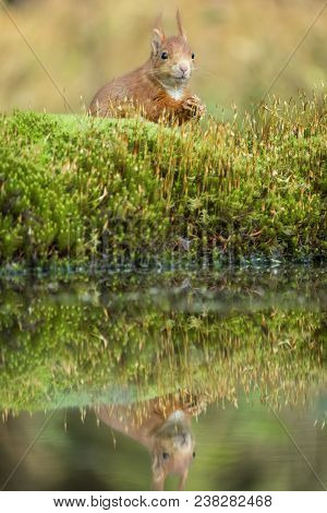 Squirrel Sits On The Water And Looks Up Alertly