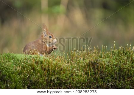 Squirrel Eats A Nut And Sits In The Moss