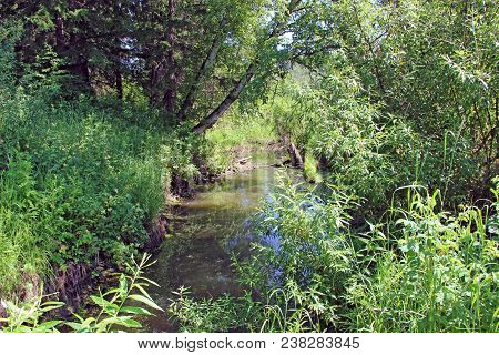 A Brook Carries Its Water Through Bushes And Tree Branches And Lead Us Out Of Forest