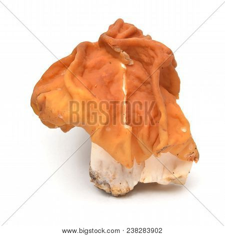 The False Morel Mushroom, Gyromitra Gigas Known As Snow Morel, Calf Brain Or Bull Nose
