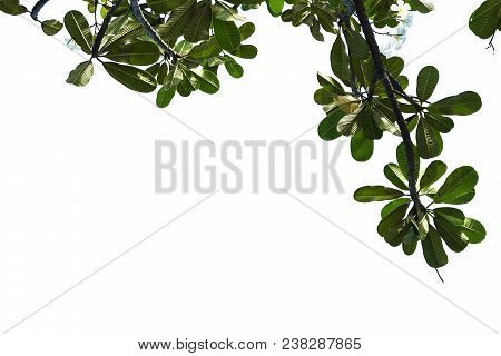 Branch Of Plumier  Beautiful Appearance, Pictures Will Be More Valuable. If In A Good-looking Frame,