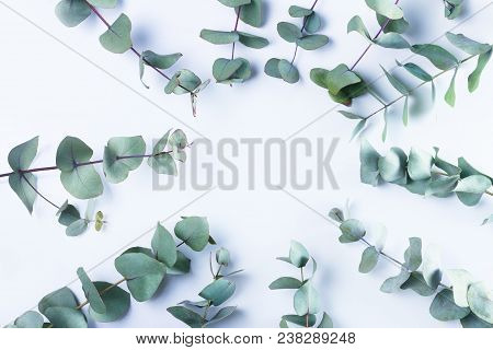 Green Floral Frame With Silver Dollar Eucalyptus On White Background. Healing Herbs For Cards, Weddi