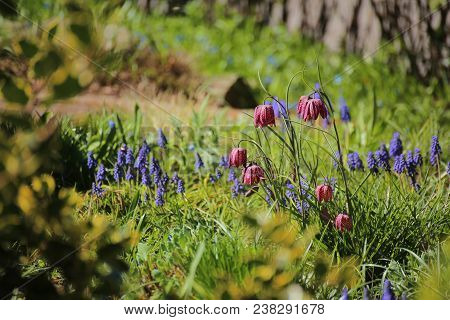 Fritillaria Meleagris, The Snakes Head Fritillary, In A Yard With Grape Hyazinths.