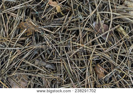 Close Up And Sharp Background Of Pine Needles And Old Leaves