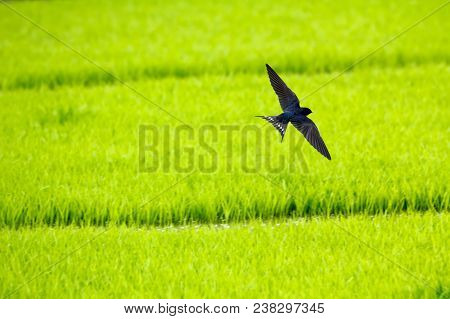Barn Swallow (hirundo Rustica) Flying Over Green Paddy Field Background