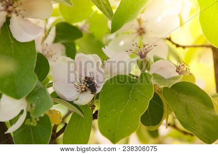 Insect On The Quince Tree Collecting Pollen