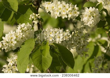 Bird Cherry Flowers In Bloom Closeup. Prunus Padus. White Spring Background