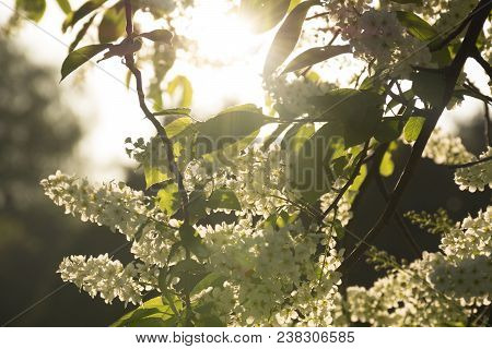 Bird Cherry Flowers In Bloom In The Sunlight Closeup. Prunus Padus. White Spring Sunny Background