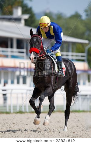 Kuski Ratsastus Dark Bay Horse Race