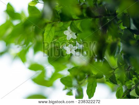 White Flowers, Small And Fragile, Moke