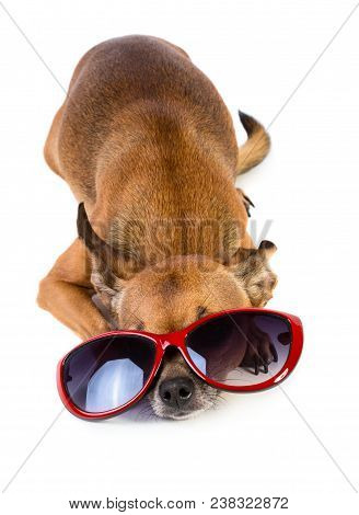 Toy Terrier Dog Whearing Sun Glasses Isolated On White Background