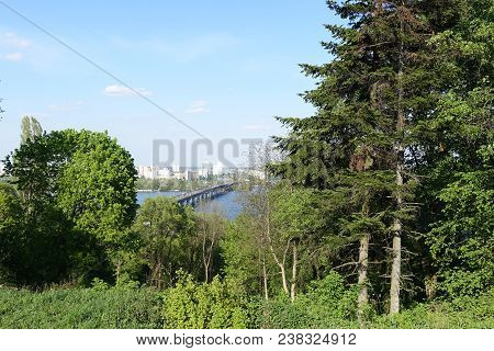 Botanical Garden In Kiev. Old High Firs. View Of The Paton Bridge, And The Dnieper River...