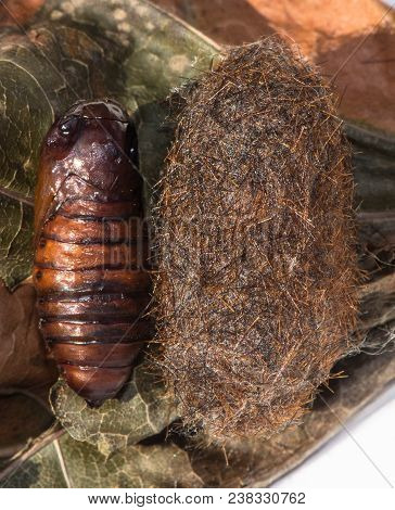 Two Cocoons Side By Side, One Is Smooth In Texture, The Other Is Rough, And Contains The Shed Hairs 