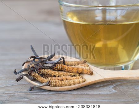 Group Of Ophiocordyceps Sinensis Or Mushroom Cordyceps This Is A Herbs Placed On Wooden Spoon In Fro