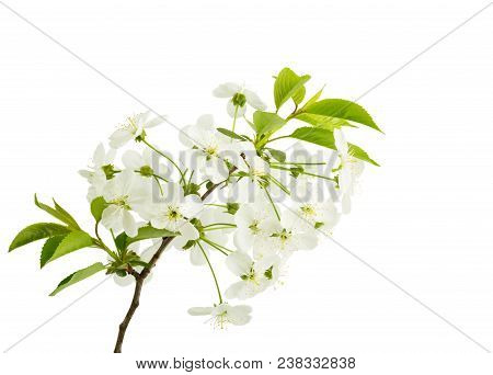 Сherry Blossom Branch Isolated On White Background. Springtime
