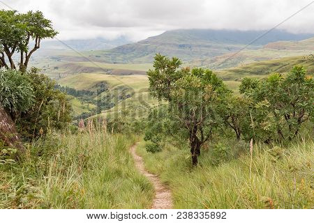 The Trail From Lookout Rock To Mahai In The Kwazulu-natal Drakensberg Passes Through A Tree-protea F