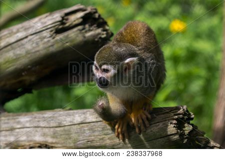 Full Body Of The Squirrel Simian Monkey. Photography Of Wildlife.