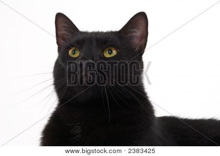 Schwarze Katze Portrait, isoliert