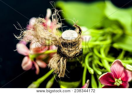 Ayurvedic And Floral Essence Of Rangoon Creeper Or Chinese Honeysuckle Or Madhumalti In A Transparen